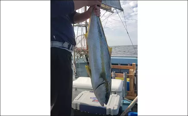 「【落とし込み釣果速報】エサ付き良好で良型ヒラマサにサワラなどでクーラー満タン！（福岡）」の画像