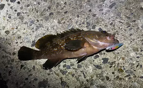 「魚がバレる＆針掛かりしない時に検証すべき3つの仮説　変化を加えることが重要」の画像