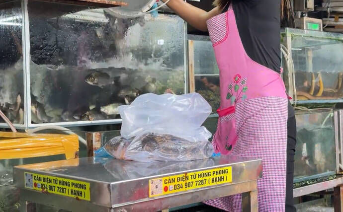 80cmにもなる世界最大のハゼ『ゴビー』　超絶美味だけど泣く子も黙る高級魚？