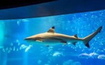 「サメは怖い」の先入観は間違い？　ユニークで全然サメっぽくないサメたちの世界