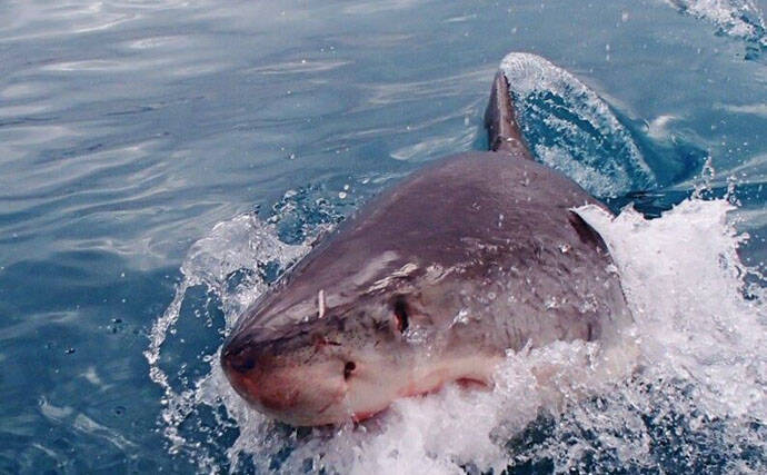 「サメは怖い」の先入観は間違い？　ユニークで全然サメっぽくないサメたちの世界