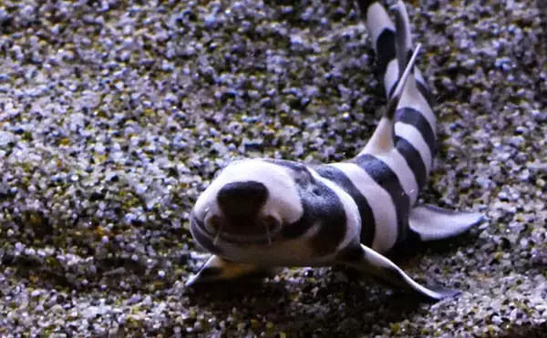 「「サメは怖い」の先入観は間違い？　ユニークで全然サメっぽくないサメたちの世界」の画像