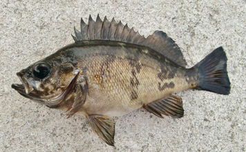 「鳴き声をあげてメスの鼻先で放尿する？」メバルの独特過ぎる求愛行動が明らかに