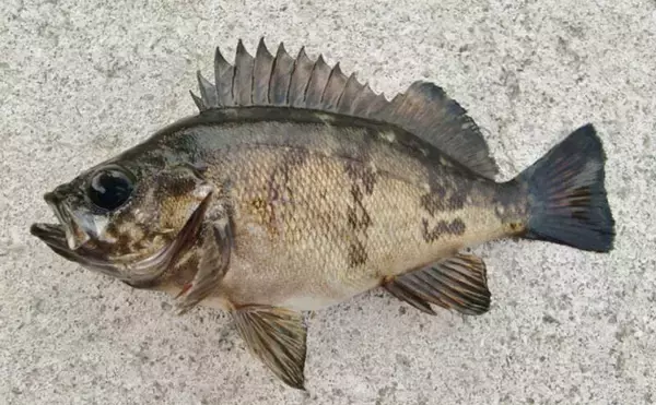 「鳴き声をあげてメスの鼻先で放尿する？」メバルの独特過ぎる求愛行動が明らかに