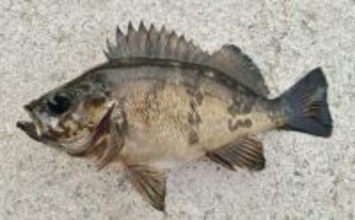 「鳴き声をあげてメスの鼻先で放尿する？」メバルの独特過ぎる求愛行動が明らかに