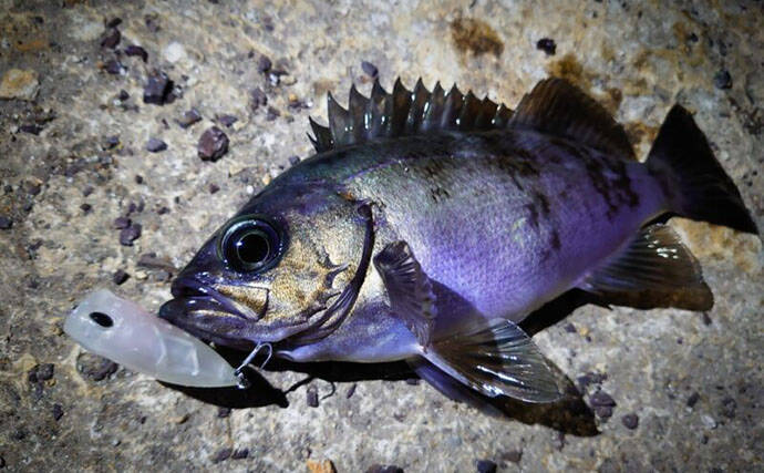 「鳴き声をあげてメスの鼻先で放尿する？」メバルの独特過ぎる求愛行動が明らかに