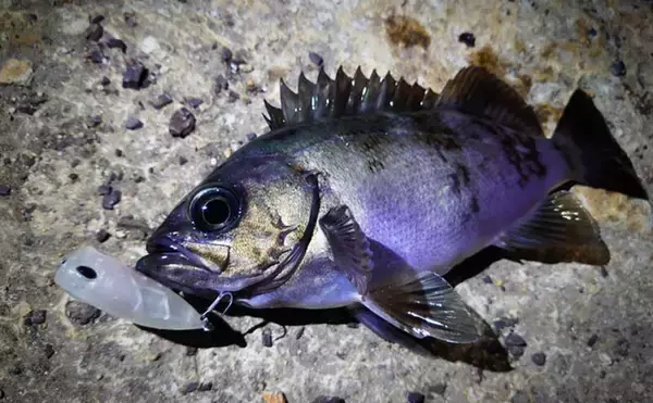 「「鳴き声をあげてメスの鼻先で放尿する？」メバルの独特過ぎる求愛行動が明らかに」の画像