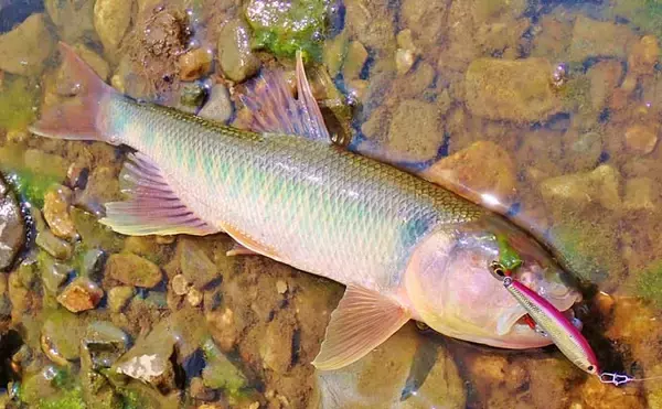 「釣魚・外道のグルメ『ハスの清蒸（チンジョン）』　骨切り不要で上品な味わいに」の画像