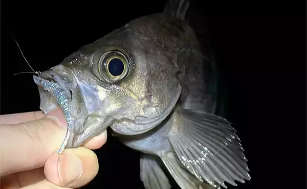 真冬のアジとメバルはどこにいる？ 水深があって水温が安定している場所へ移動か