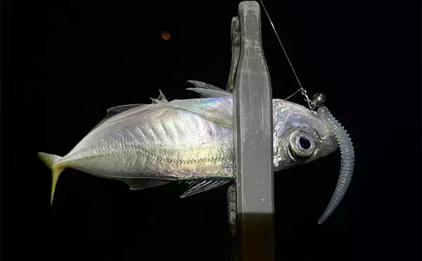 「真冬のアジとメバルはどこにいる？ 水深があって水温が安定している場所へ移動か」の画像