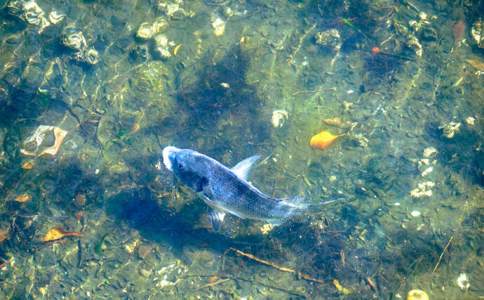 東京都心で増え続けるクロダイはますます身近な存在へ　気難しい魚のイメージは過去のもの？
