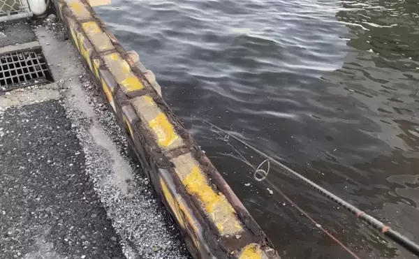 「東京都心で増え続けるクロダイはますます身近な存在へ　気難しい魚のイメージは過去のもの？」の画像