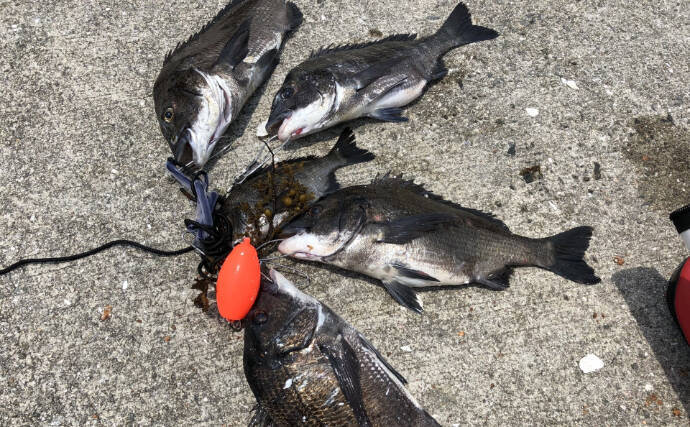 東京都心で増え続けるクロダイはますます身近な存在へ　気難しい魚のイメージは過去のもの？