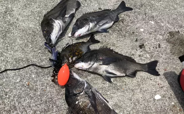 「東京都心で増え続けるクロダイはますます身近な存在へ　気難しい魚のイメージは過去のもの？」の画像