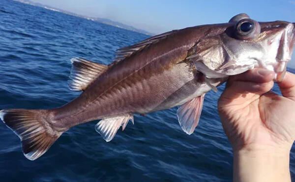 超高級 絶品美味魚なのにしょっちゅう間違われる アラ とは 22年6月24日 エキサイトニュース 超高級 絶品美味魚なのにしょっちゅう間違われる アラ とは 22年6月24日 エキサイトニュース