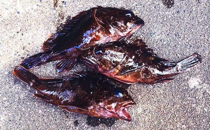 日中の穴釣りで18cm級カサゴ3匹キャッチ【三重】サバの切り身エサにヒット
