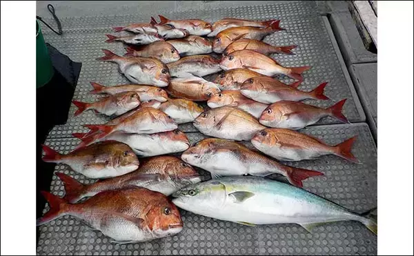 「【完全フカセ】で狙うマダイ釣り徹底解説　初心者でも大型マダイやヒラマサが釣れる！」の画像