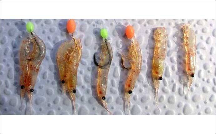 【完全フカセ】で狙うマダイ釣り徹底解説　初心者でも大型マダイやヒラマサが釣れる！