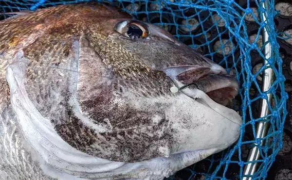 「【完全フカセ】で狙うマダイ釣り徹底解説　初心者でも大型マダイやヒラマサが釣れる！」の画像