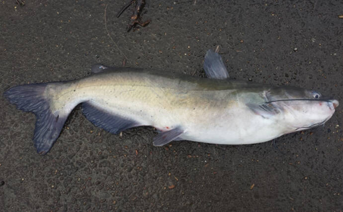 日本で2番目に大きな湖『霞ヶ浦』で「特定外来生物」の駆除が日常的なものに