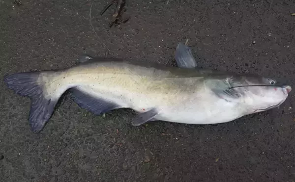 「日本で2番目に大きな湖『霞ヶ浦』で「特定外来生物」の駆除が日常的なものに」の画像