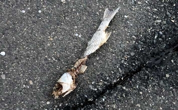 「ボウズにマンネリ・・」釣りを辞めたくなったら？　無理せず離れるのも一手