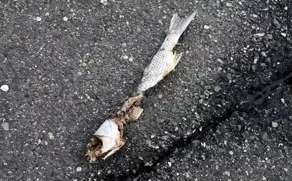 「ボウズにマンネリ・・」釣りを辞めたくなったら？　無理せず離れるのも一手