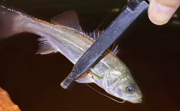 「「ボウズにマンネリ・・」釣りを辞めたくなったら？　無理せず離れるのも一手」の画像