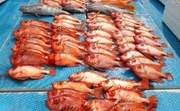 チカメキントキが船中100尾超え！沖五目釣り絶好調【船釣り釣果速報13選・福岡】