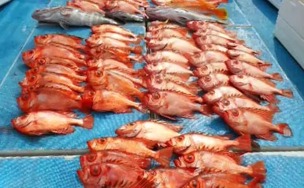 チカメキントキが船中100尾超え！沖五目釣り絶好調【船釣り釣果速報13選・福岡】