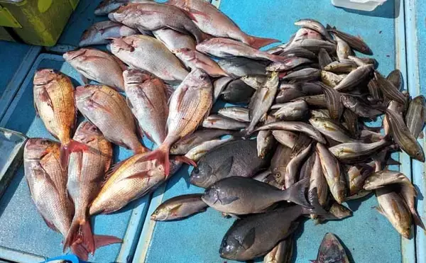 「チカメキントキが船中100尾超え！沖五目釣り絶好調【船釣り釣果速報13選・福岡】」の画像