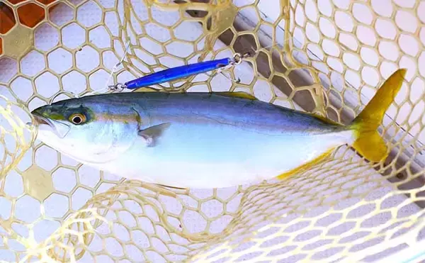 「明石沖のボートジギング釣行でハマチを連打【兵庫】サビキでアジもキャッチ」の画像