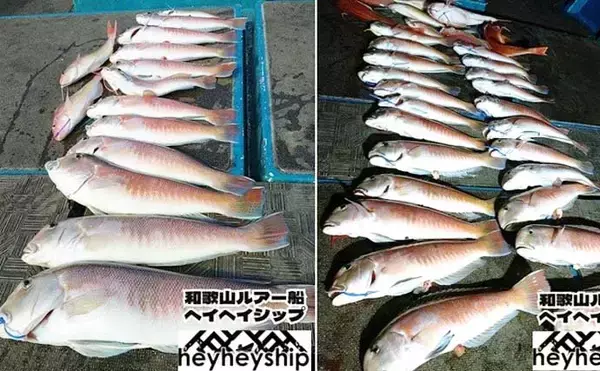 「関西エリアの【船釣り特選釣果】ノマセ便で良型ヒラメ＆大型サワラが同日ヒット！」の画像