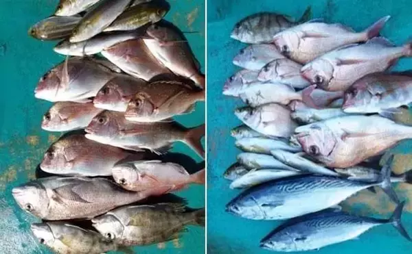 「関西エリアの【船釣り特選釣果】ノマセ便で良型ヒラメ＆大型サワラが同日ヒット！」の画像