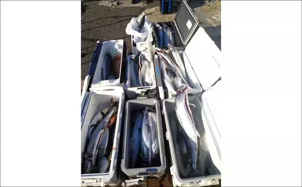 「関西エリアの【船釣り特選釣果】ノマセ便で良型ヒラメ＆大型サワラが同日ヒット！」の画像