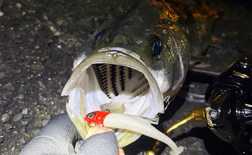 「ゲストでは釣れるのに狙うと釣れないチヌ」 専用タックルでのチニングで本命不発