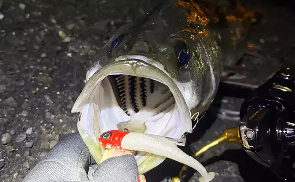 「ゲストでは釣れるのに狙うと釣れないチヌ」 専用タックルでのチニングで本命不発