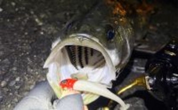 「ゲストでは釣れるのに狙うと釣れないチヌ」 専用タックルでのチニングで本命不発