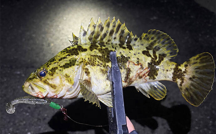 「ゲストでは釣れるのに狙うと釣れないチヌ」 専用タックルでのチニングで本命不発