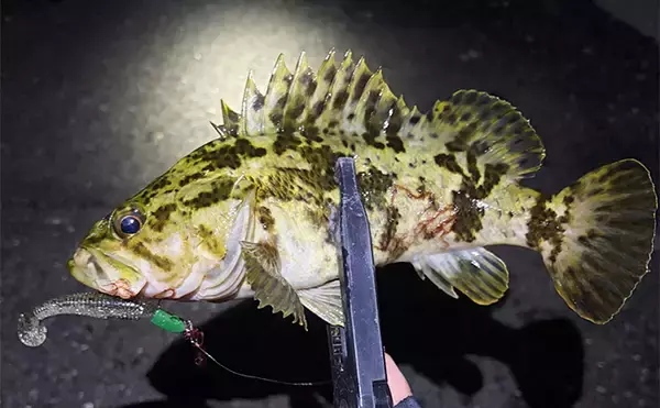 「「ゲストでは釣れるのに狙うと釣れないチヌ」 専用タックルでのチニングで本命不発」の画像