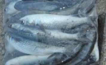 サビキ釣りでボラ40匹の爆釣！【愛知・碧南海釣り広場】排水機周りが好ポイント