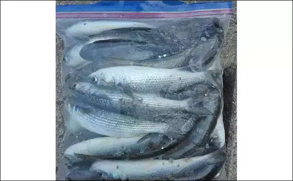 「サビキ釣りでボラ40匹の爆釣！【愛知・碧南海釣り広場】排水機周りが好ポイント」の画像