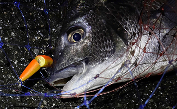 チニングにおけるルアー選択の基本 【季節・食性・活性ごとに考えよう】