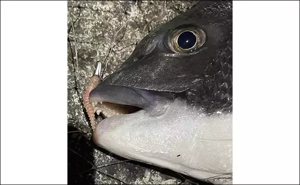 「チニングにおけるルアー選択の基本 【季節・食性・活性ごとに考えよう】」の画像