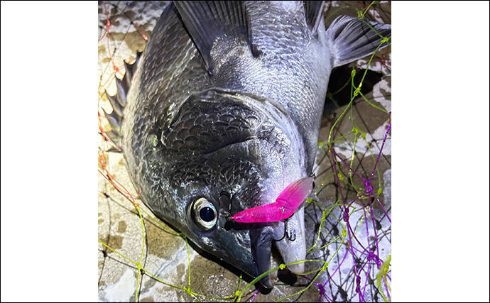 チニングにおけるルアー選択の基本 【季節・食性・活性ごとに考えよう】