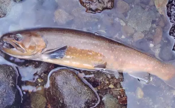 解禁直後に訪れたい秋山川の渓流釣りポイント【山梨】入渓しやすい中流域の好場所を紹介