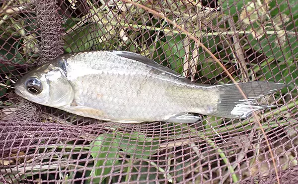 ホソでの淡水小物釣りでフナが入れ食い！【谷田川・茨城】マブナにヘラブナ交じりで55匹