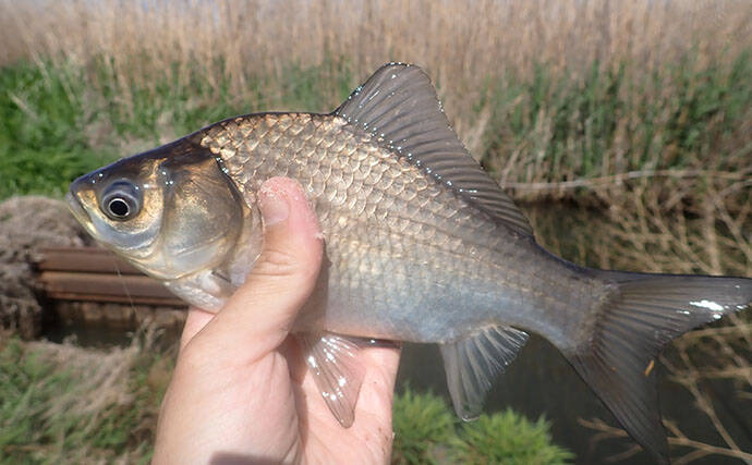 ホソでの淡水小物釣りでフナが入れ食い！【谷田川・茨城】マブナにヘラブナ交じりで55匹