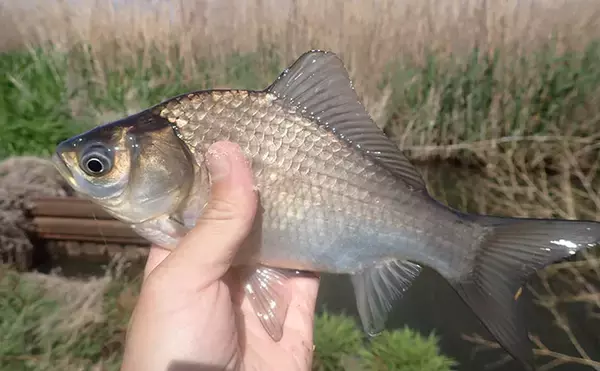 「ホソでの淡水小物釣りでフナが入れ食い！【谷田川・茨城】マブナにヘラブナ交じりで55匹」の画像