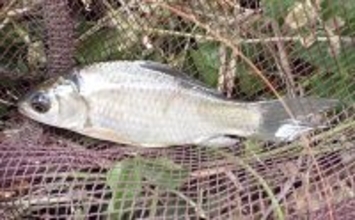 ホソでの淡水小物釣りでフナが入れ食い！【谷田川・茨城】マブナにヘラブナ交じりで55匹